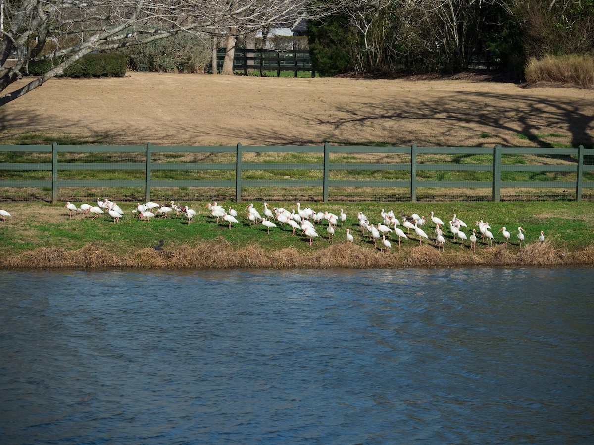 White Ibis - Jamie B Wagner