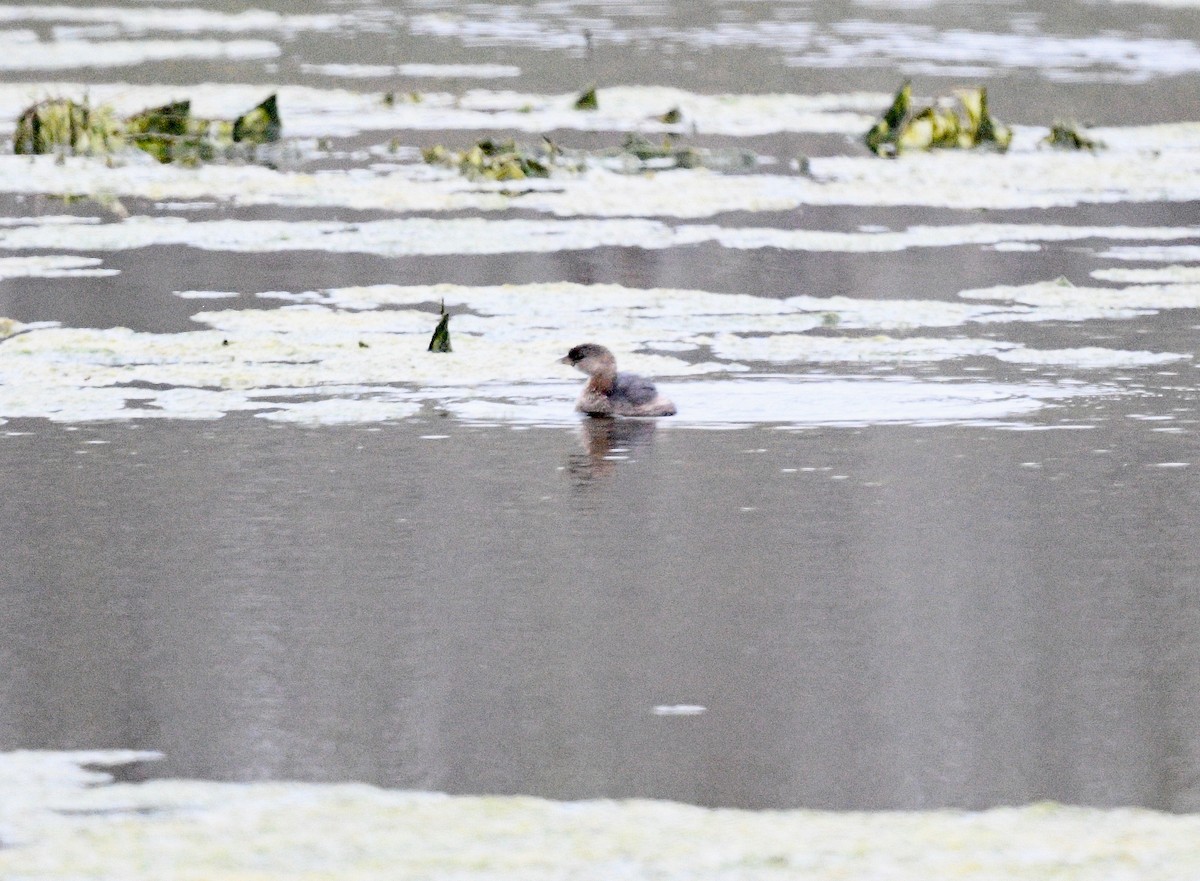 Least Grebe - Win Ahrens