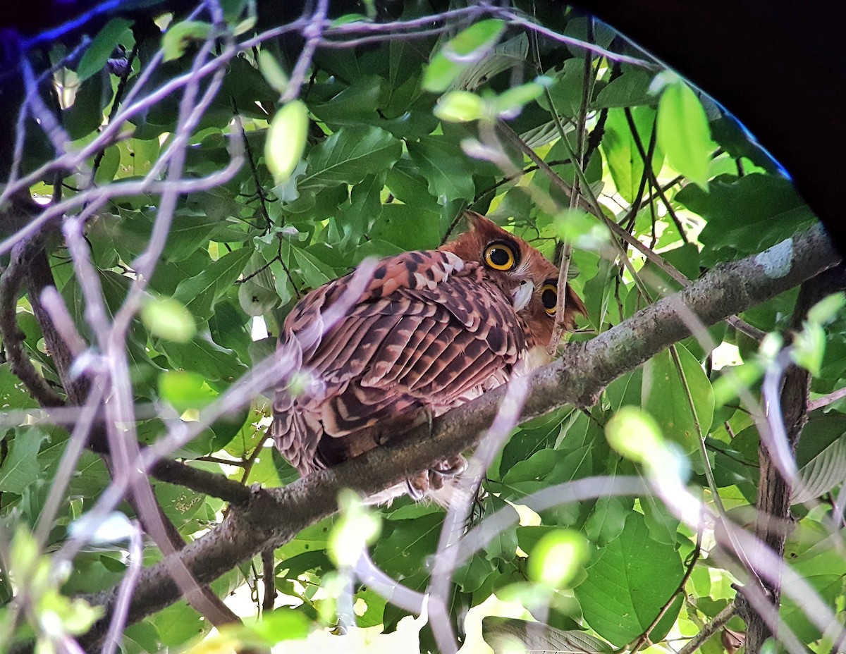 Philippine Eagle-Owl - ML42172811