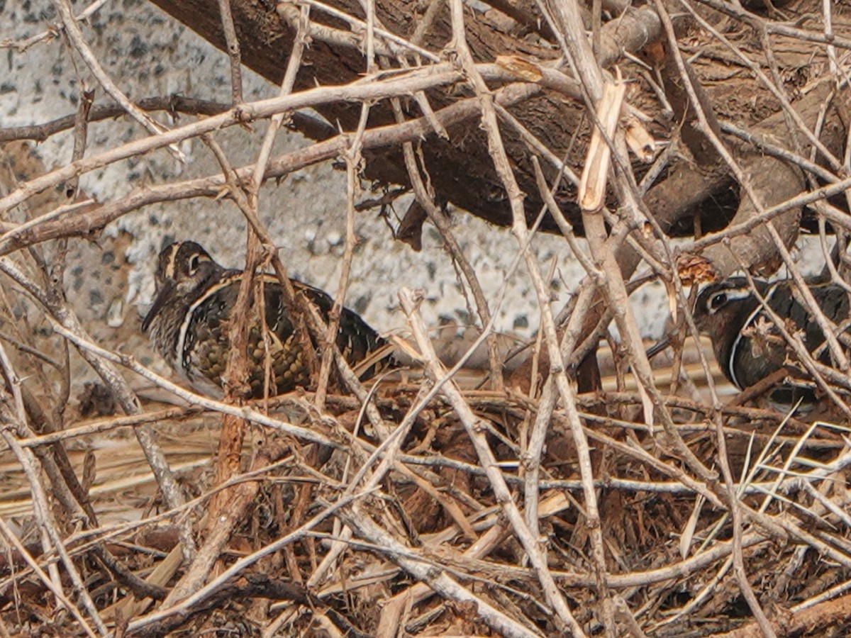 Greater Painted-Snipe - ML421728431