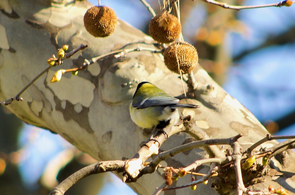 Great Tit - Codrin Bucur