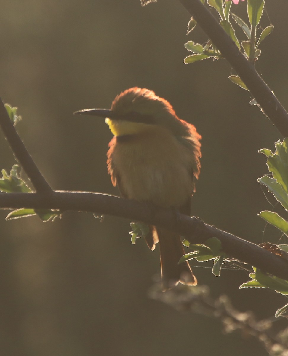 Little Bee-eater - ML421731471