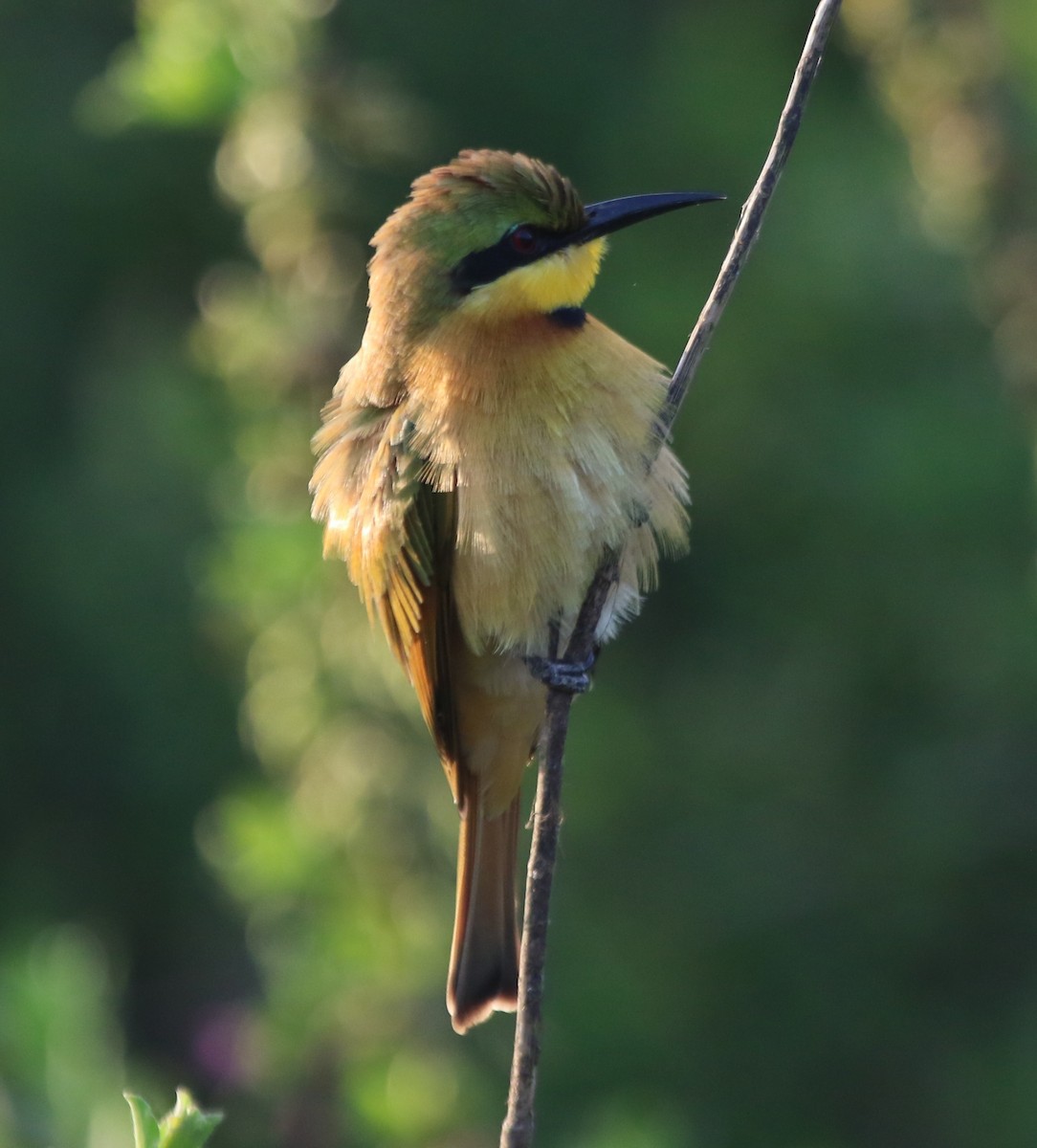 Little Bee-eater - ML421732021