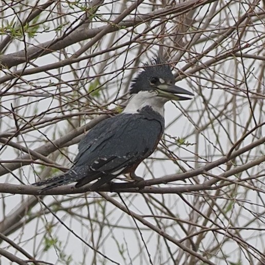 Ringed Kingfisher - ML421732721