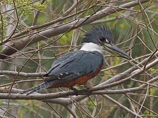 Ringed Kingfisher - ML421732731