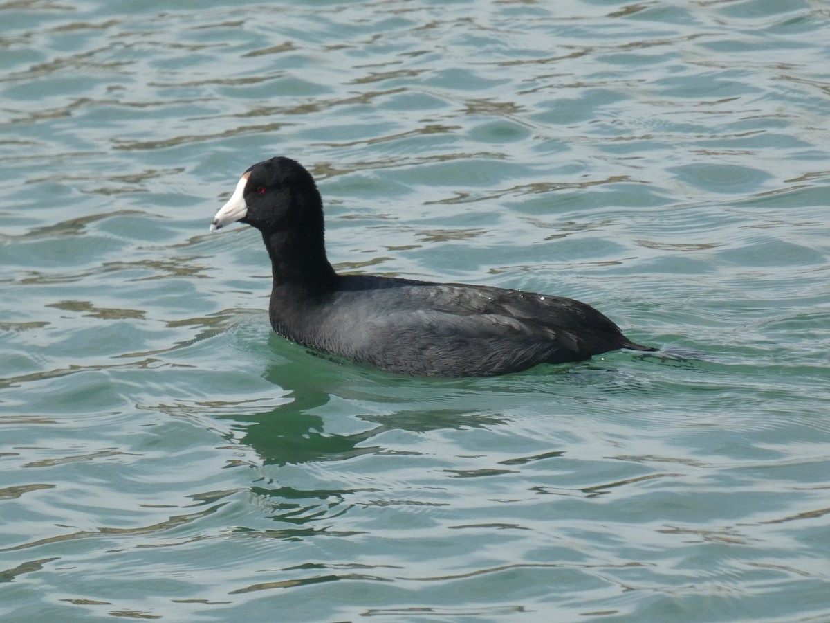 American Coot (Red-shielded) - ML421733621