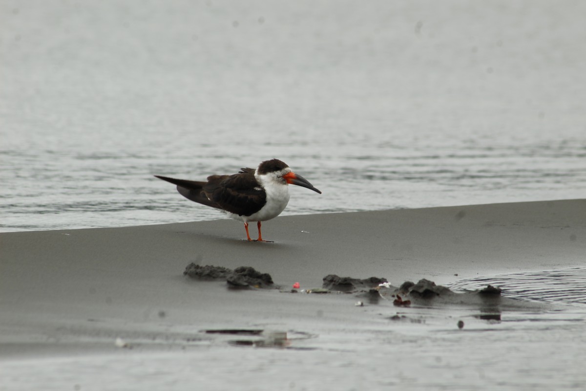 Водоріз американський - ML421733631