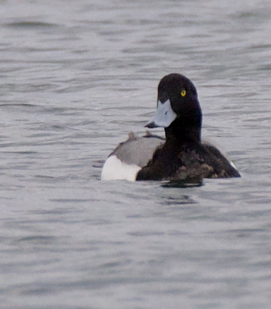 Greater Scaup - Marcia Balestri