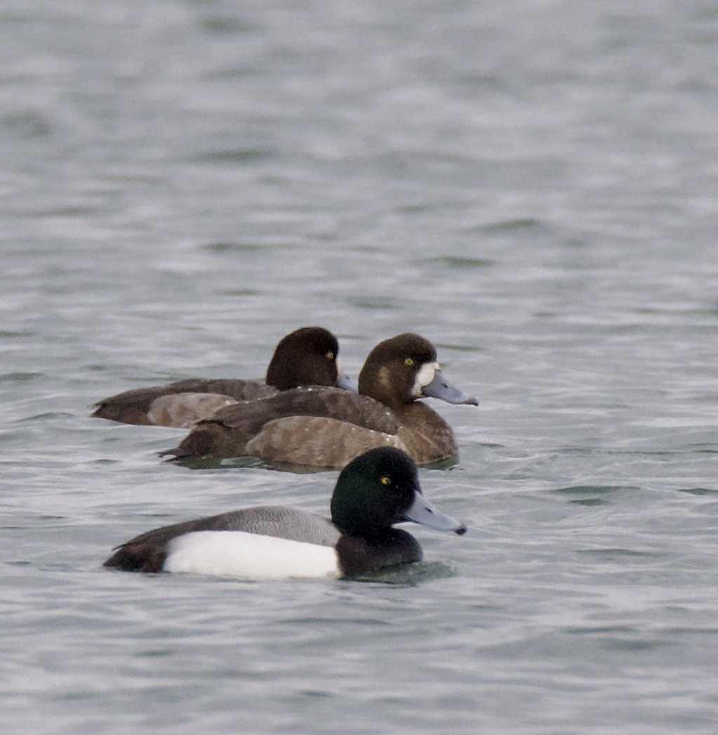 Greater Scaup - ML421733721