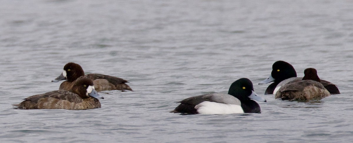 Greater Scaup - ML421733731