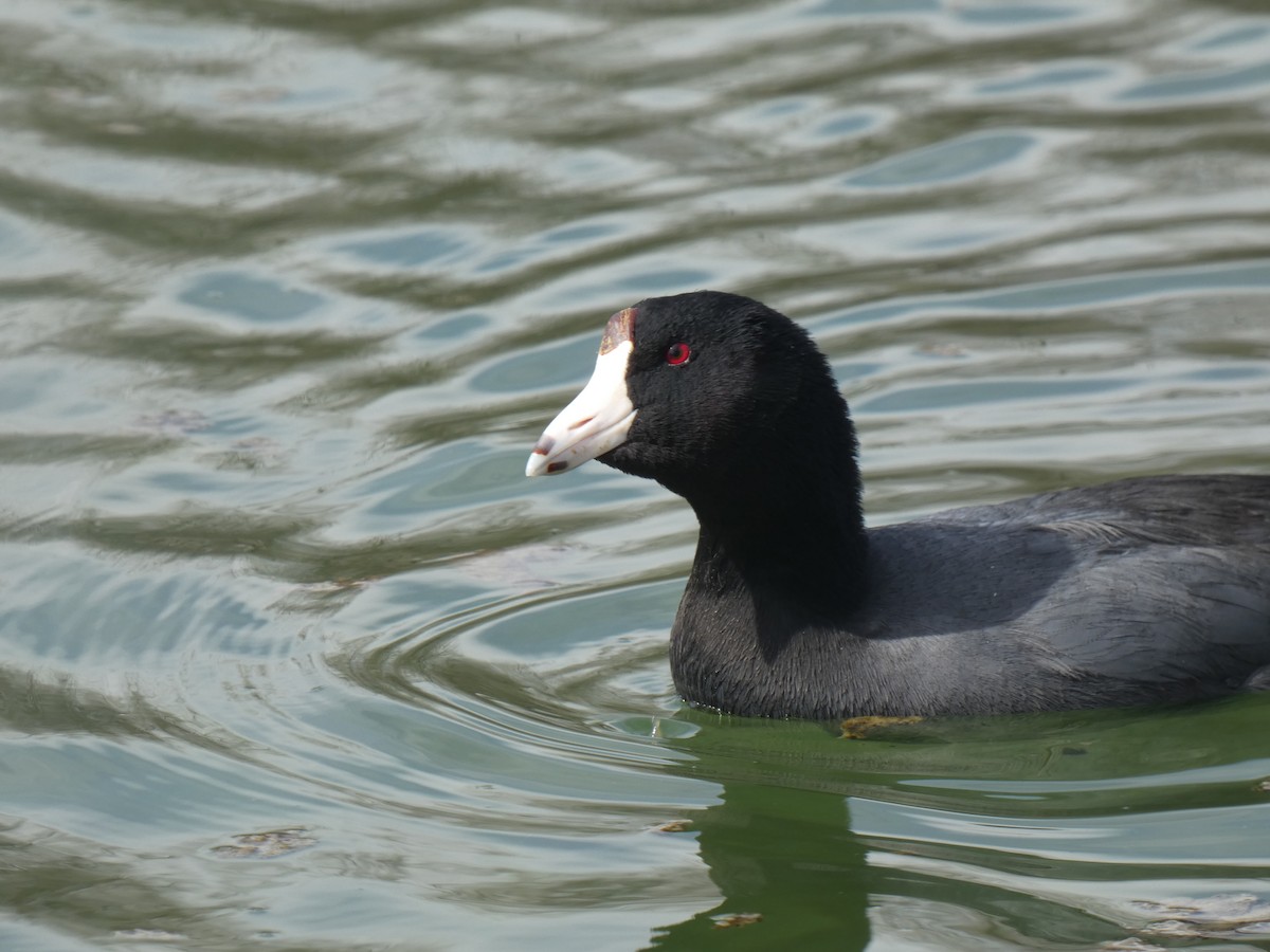 American Coot (Red-shielded) - ML421733851