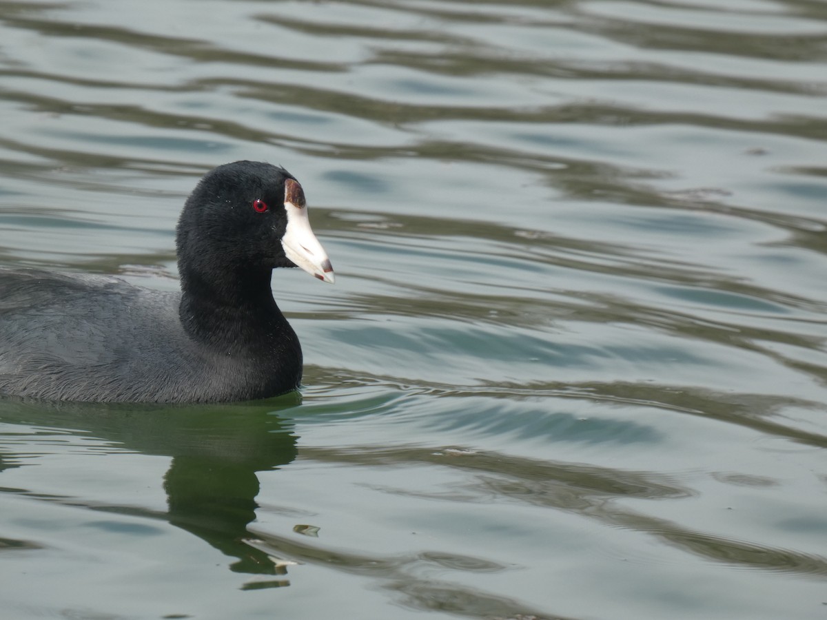 American Coot (Red-shielded) - ML421733871