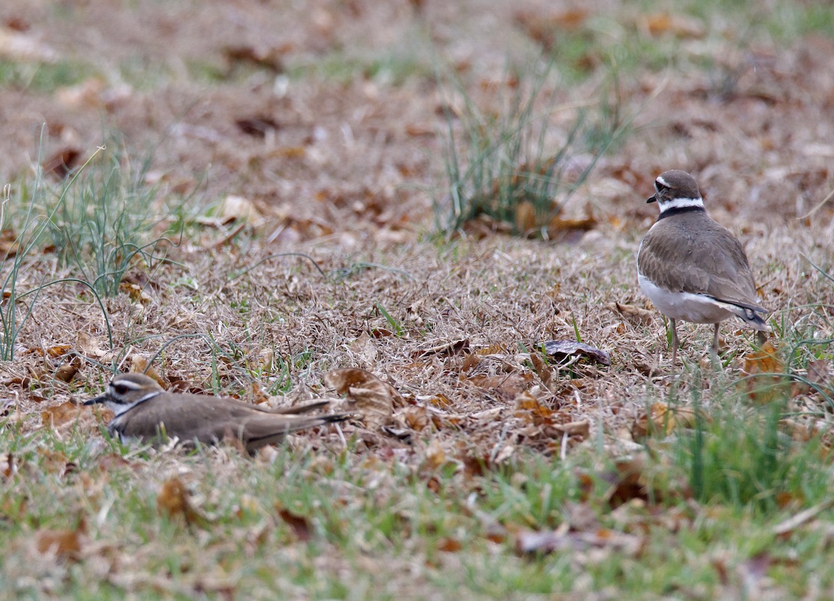 Killdeer - ML421733881