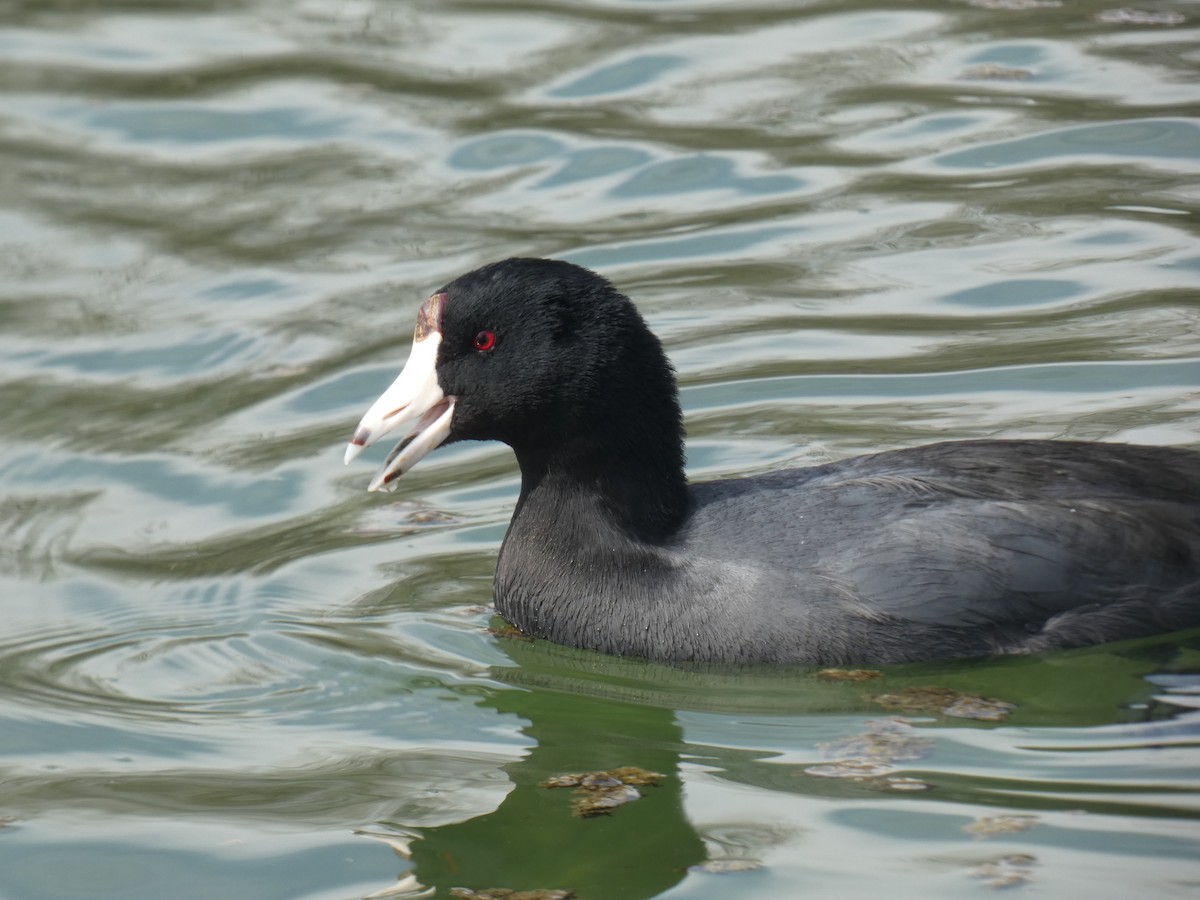 American Coot (Red-shielded) - ML421733921