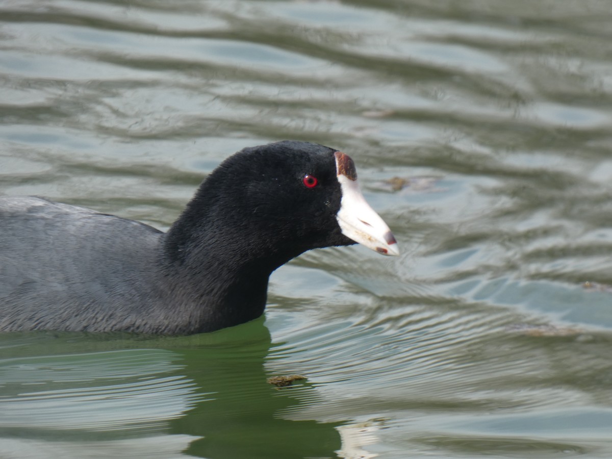 American Coot (Red-shielded) - ML421733931