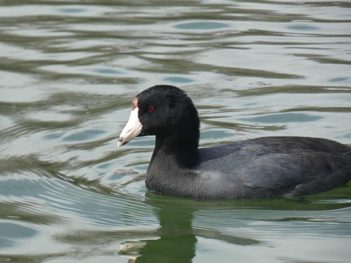 American Coot (Red-shielded) - ML421733941
