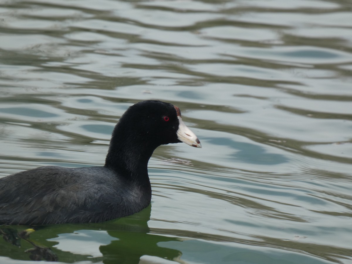 American Coot (Red-shielded) - ML421733981