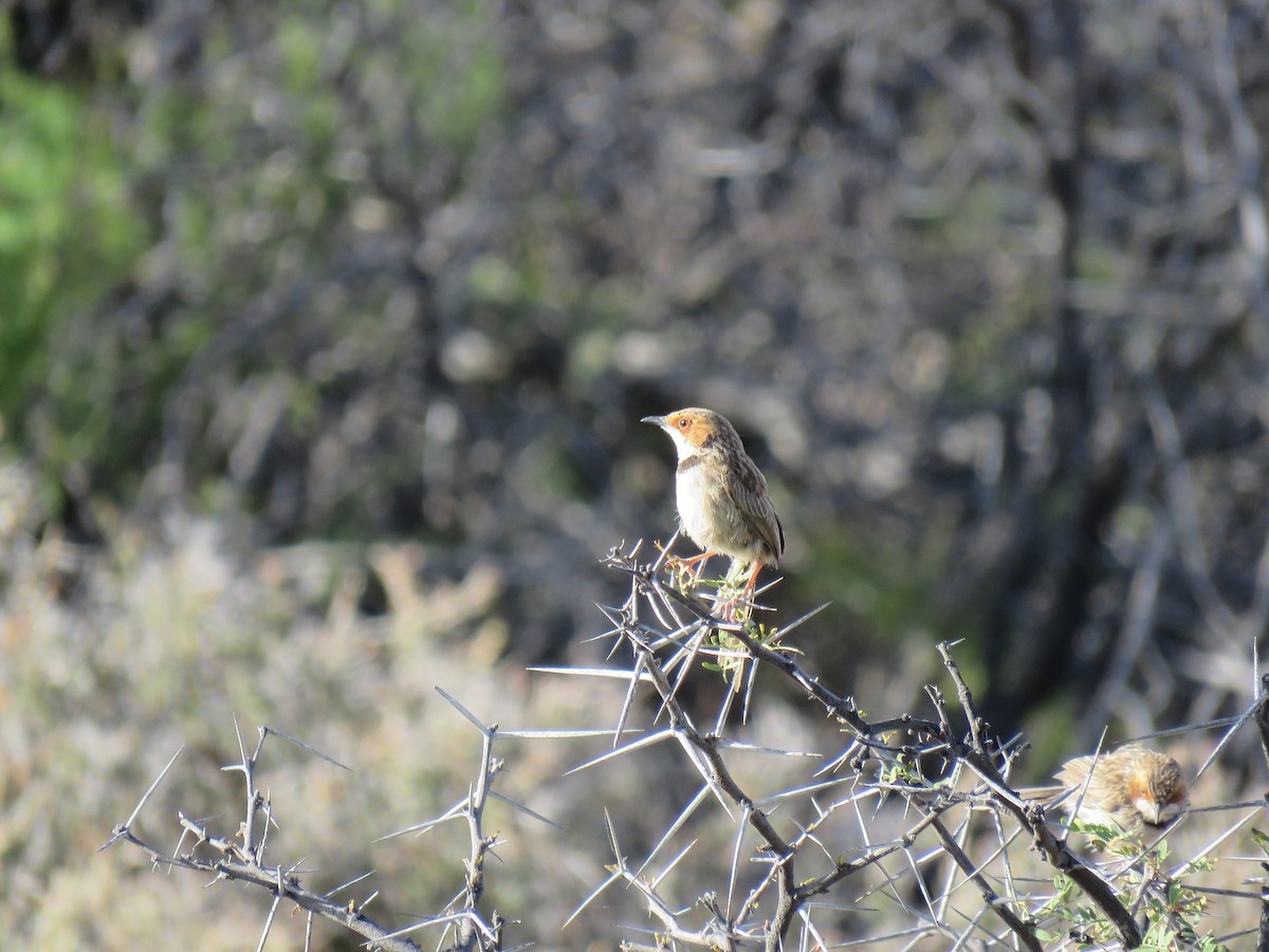 Rufous-eared Warbler - ML42173441