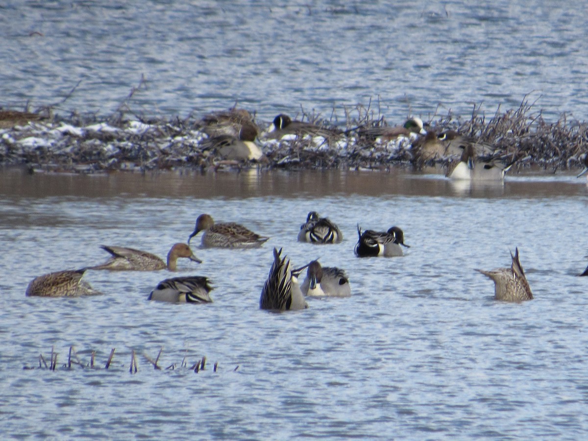 Northern Pintail - ML421734461