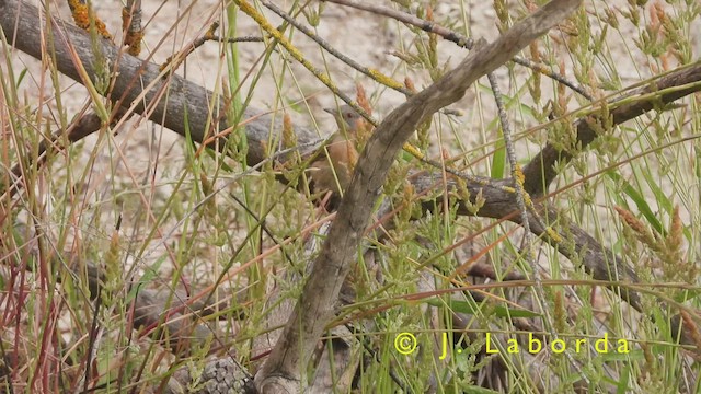 Curruca Carrasqueña Occidental - ML421734941