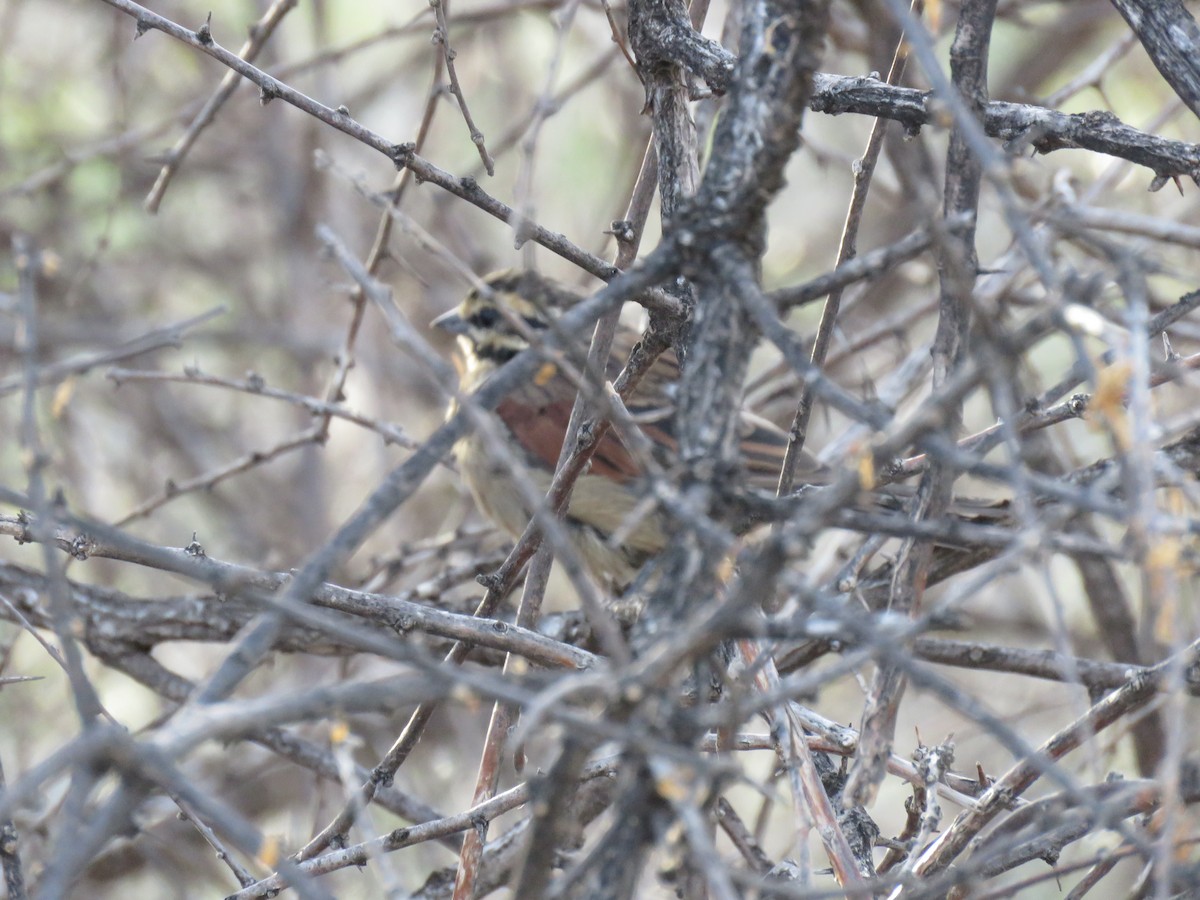 Cape Bunting - ML42173651