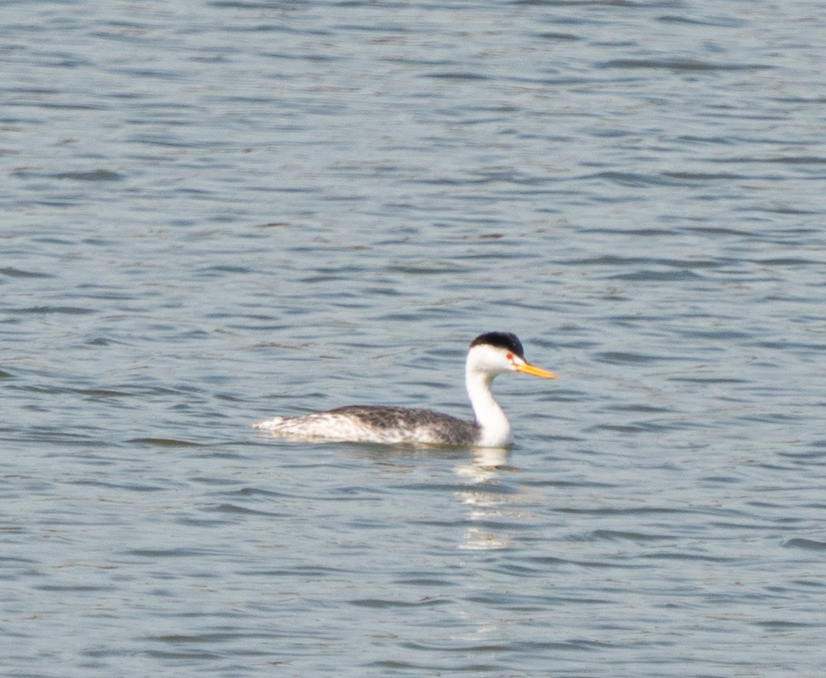 Clark's Grebe - ML421737421