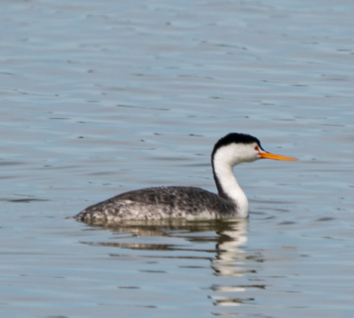 Clark's Grebe - ML421737431