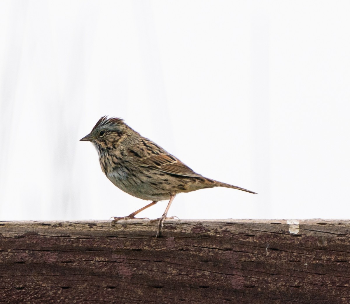 Lincoln's Sparrow - Meg Barron