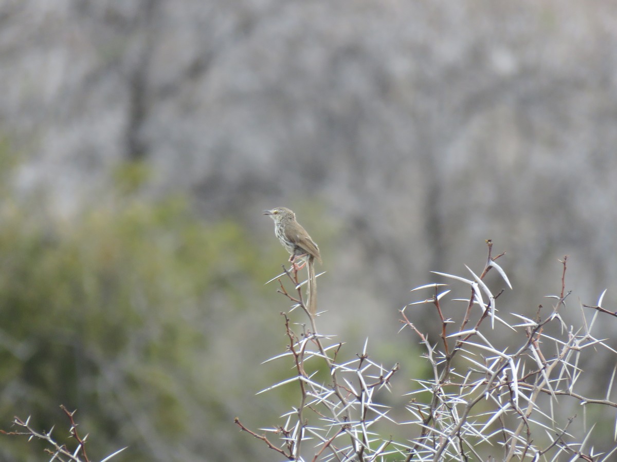 Prinia du Karoo - ML42173821