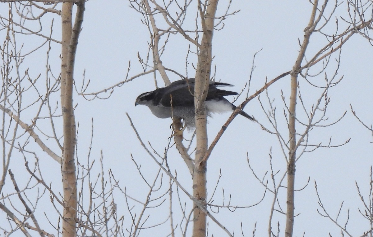 American Goshawk - ML421738431