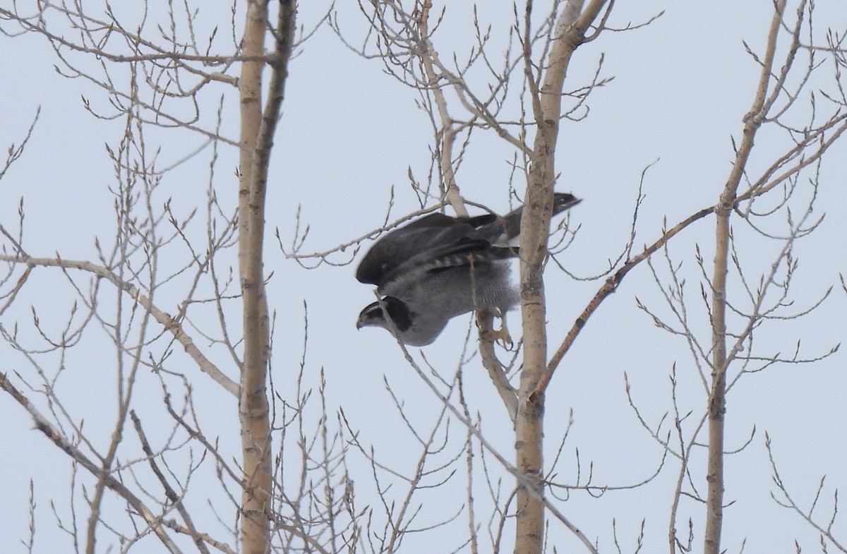 American Goshawk - ML421738481