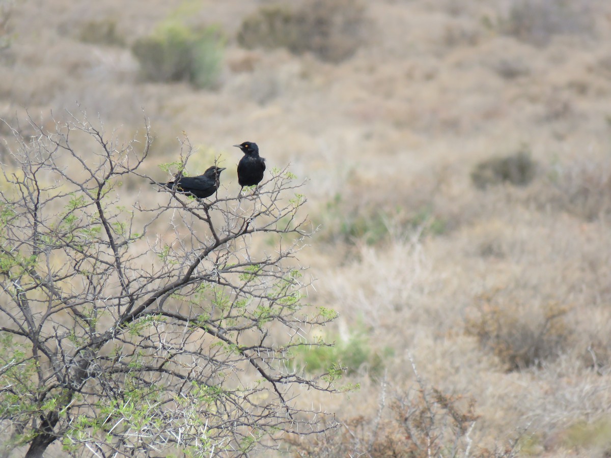 Pale-winged Starling - Brad Arthur