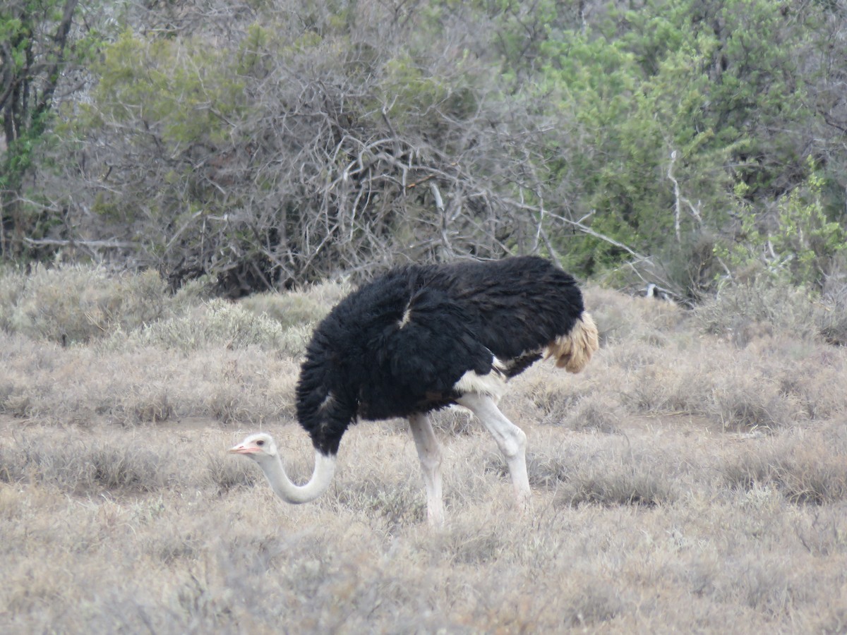 Autruche d'Afrique - ML42173901