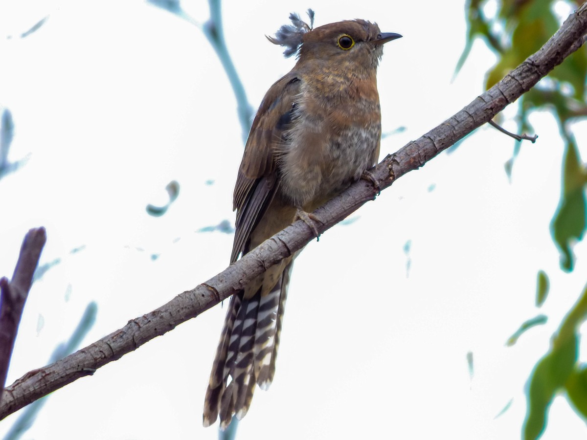 Fan-tailed Cuckoo - ML42173911