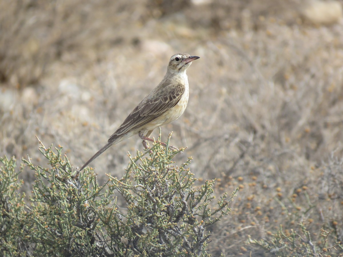 Nicholson's Pipit - Brad Arthur