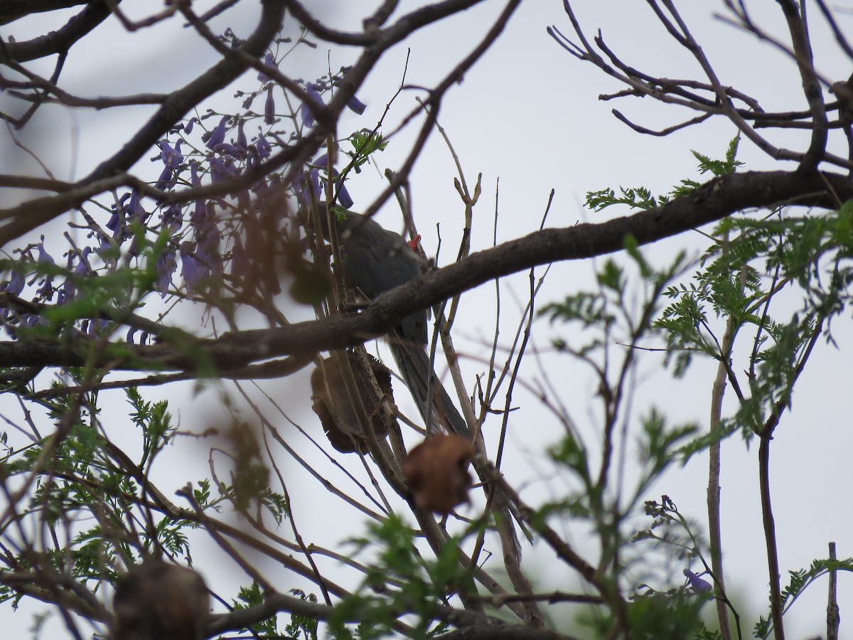 Pájaro Ratón Dorsiblanco - ML42173981