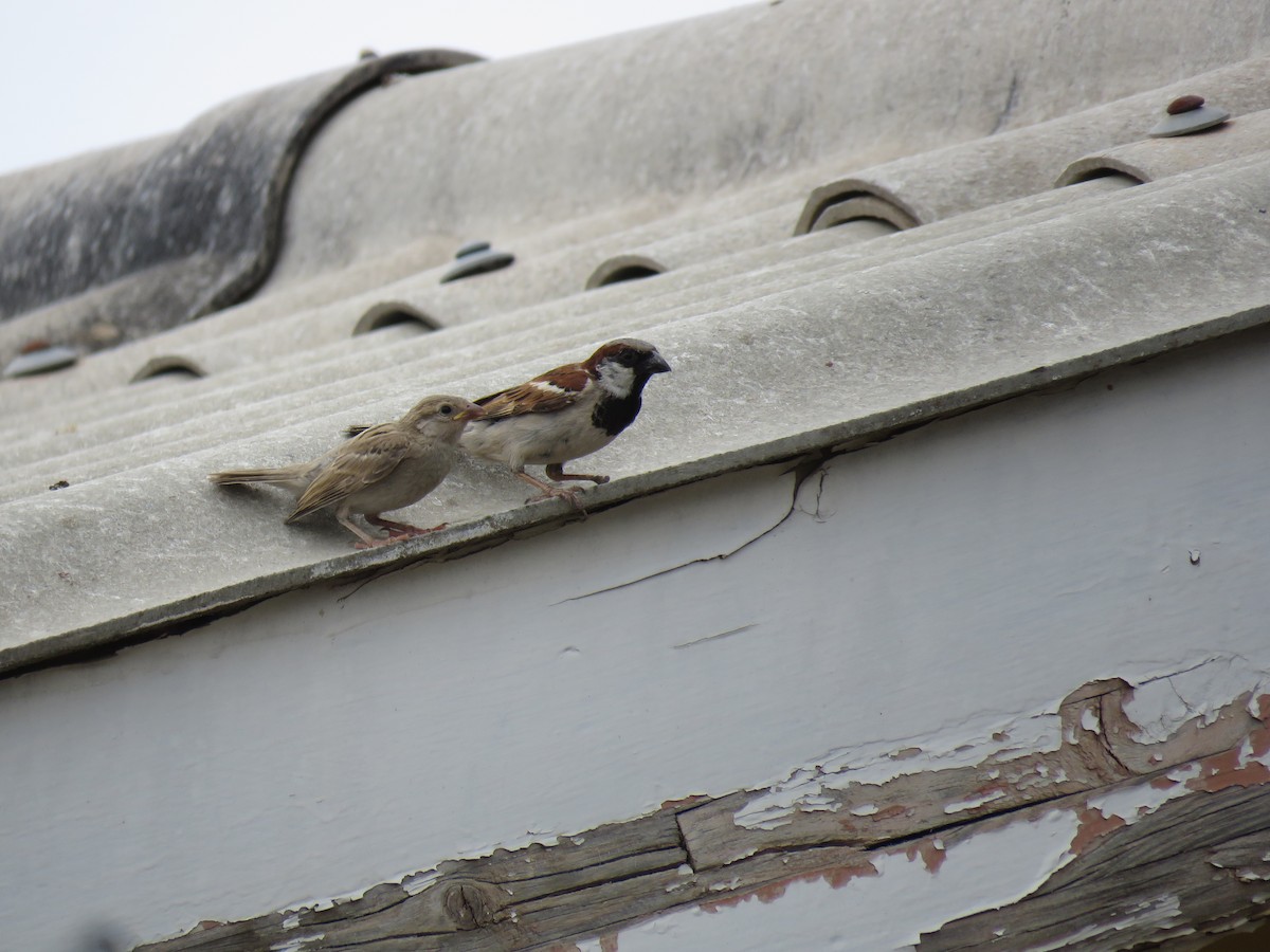 Moineau domestique - ML42173991