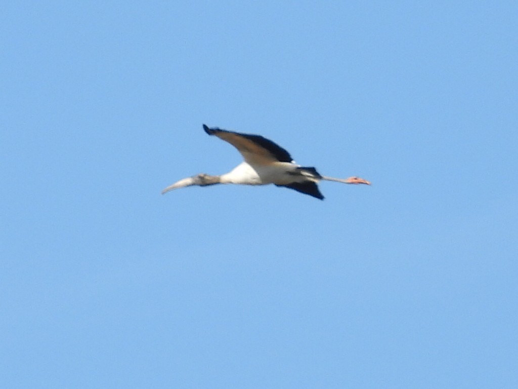 Wood Stork - ML421740291