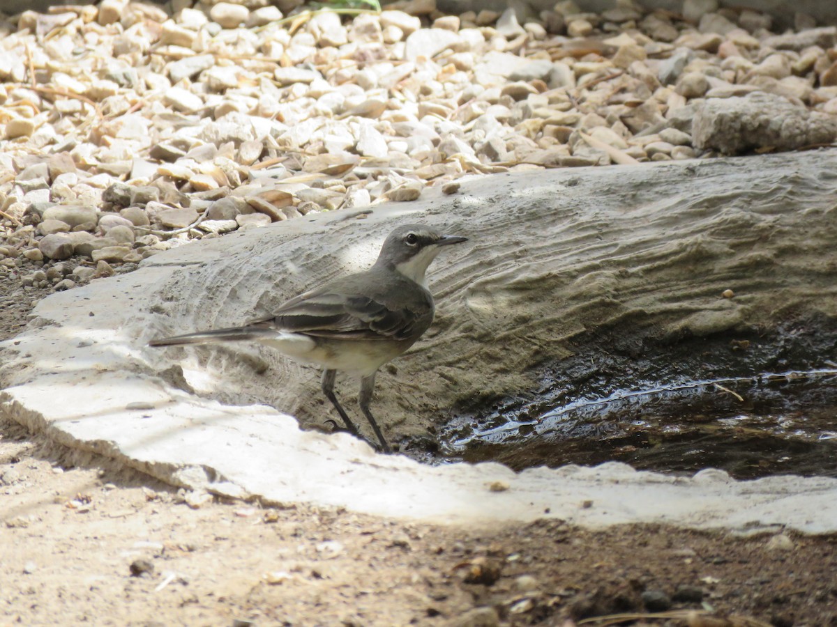 Cape Wagtail - ML42174051