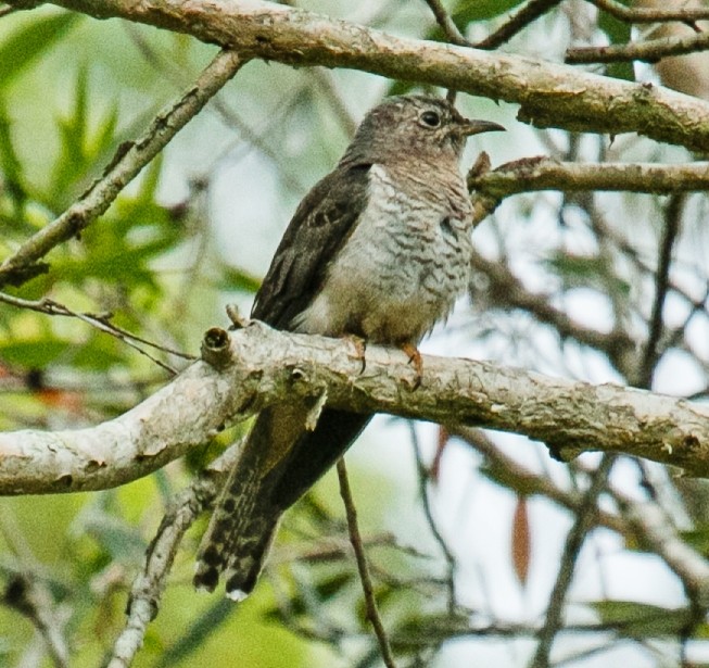 Fan-tailed Cuckoo - ML42174071