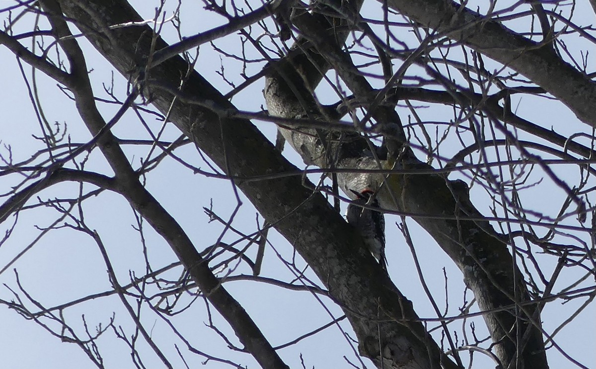 Yellow-bellied Sapsucker - ML421740781