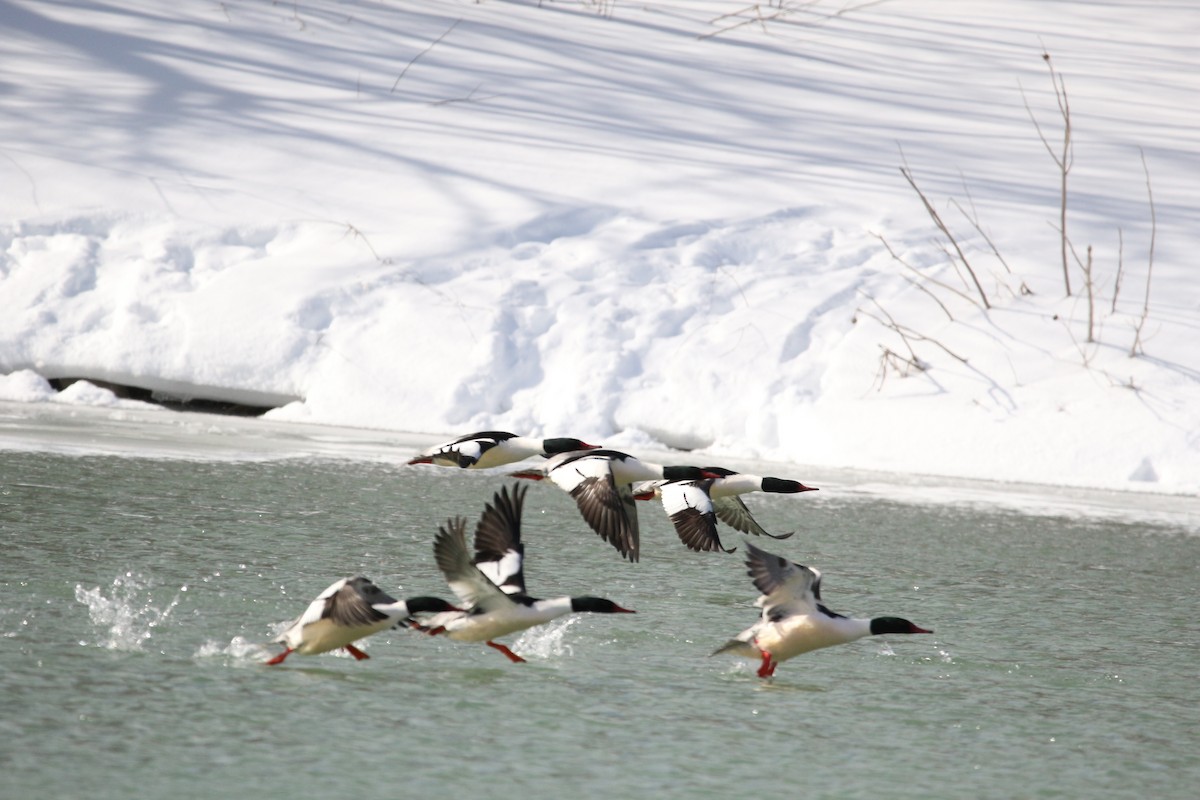 Common Merganser - ML421741031