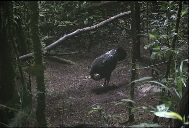 Wattled Brushturkey - ML421742