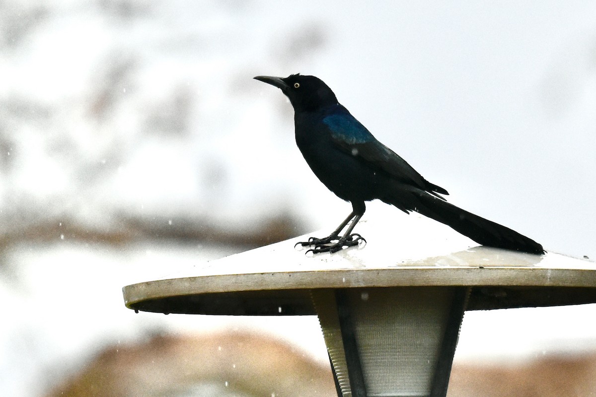 Great-tailed Grackle - ML421742141