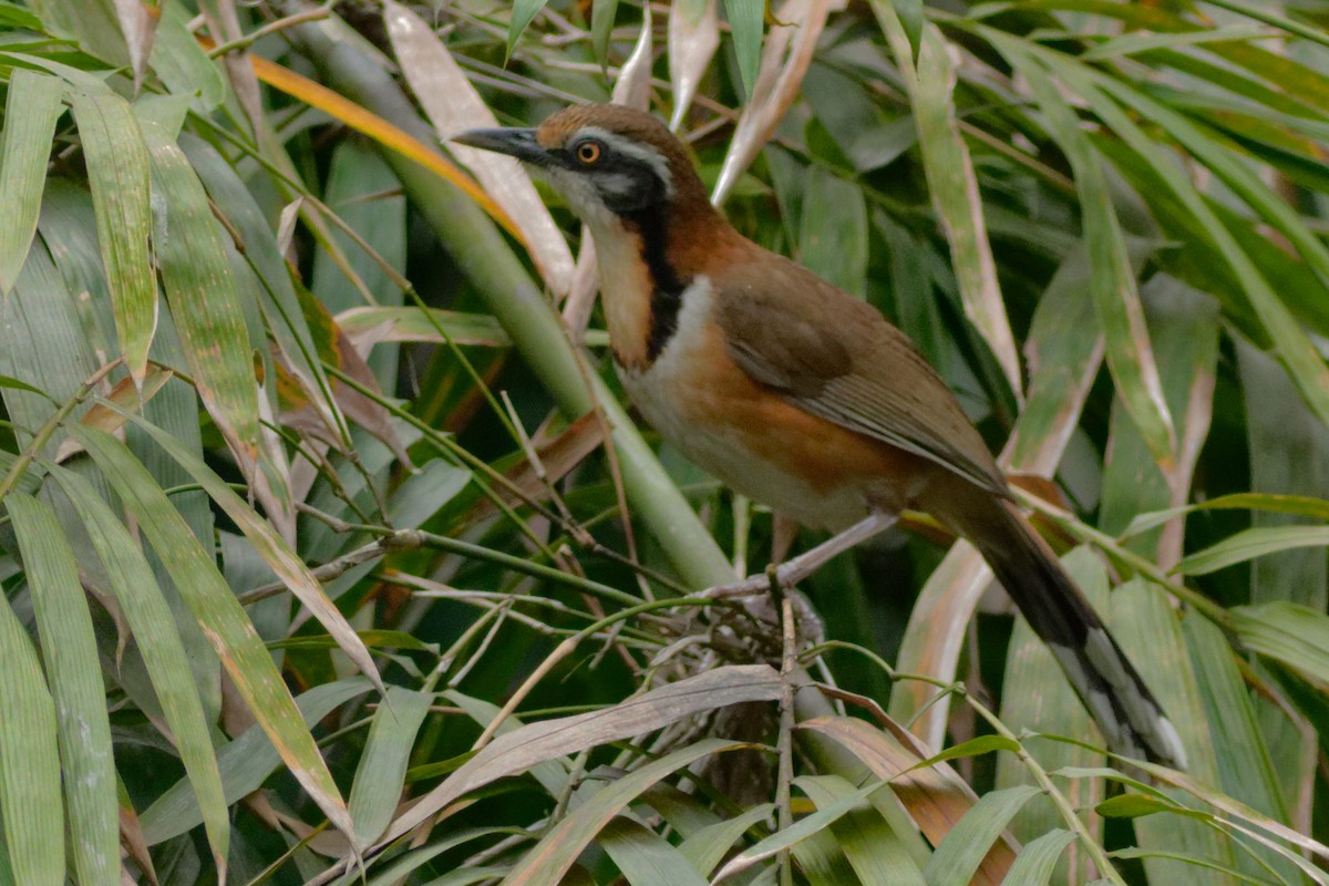 Lesser Necklaced Laughingthrush - Able Lawrence