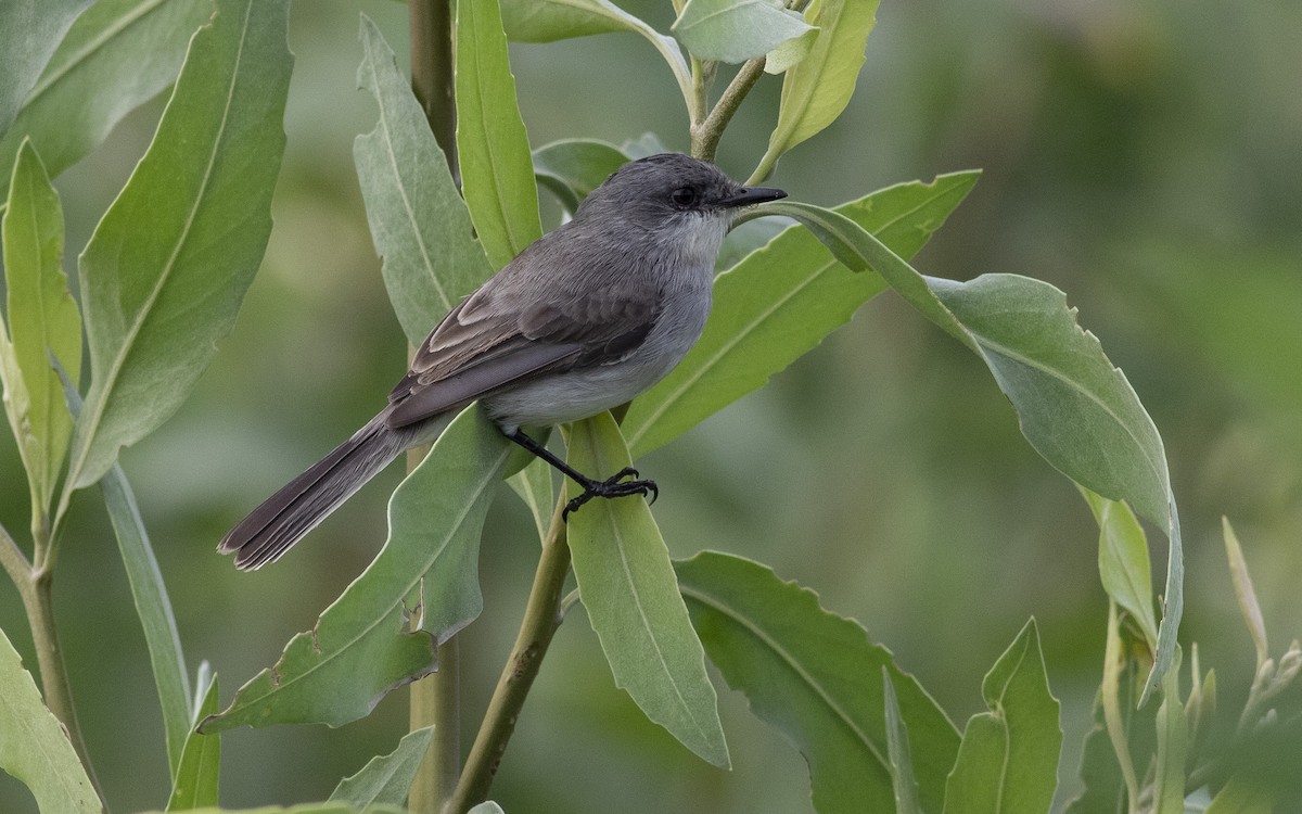 River Tyrannulet - ML421743531