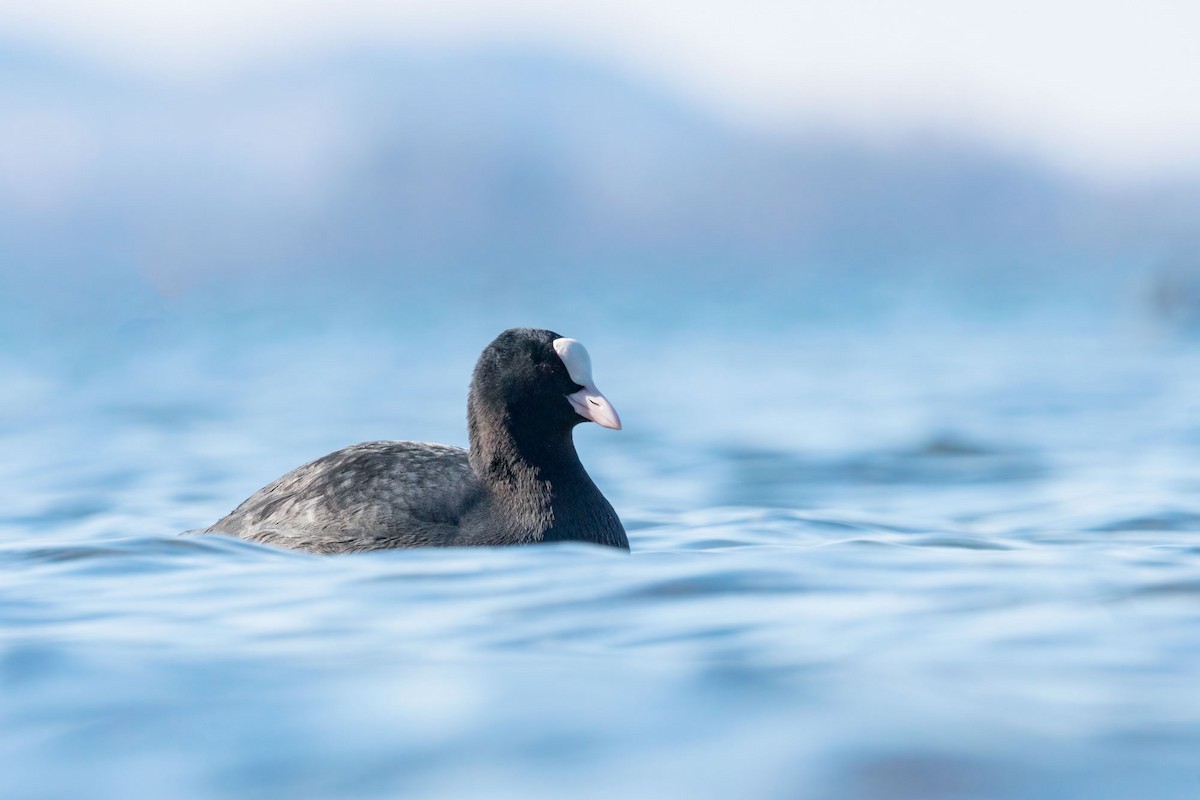 Eurasian Coot - ML421743571