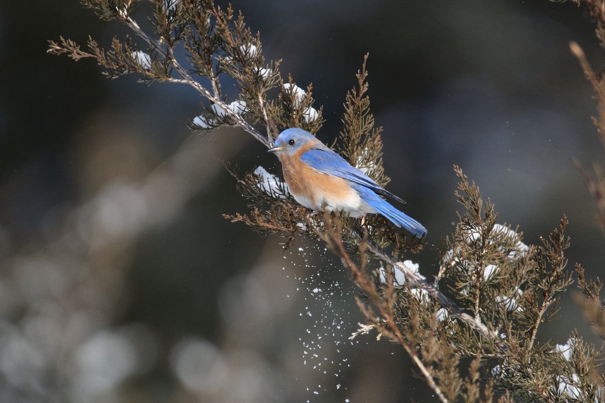 Eastern Bluebird - ML421743801