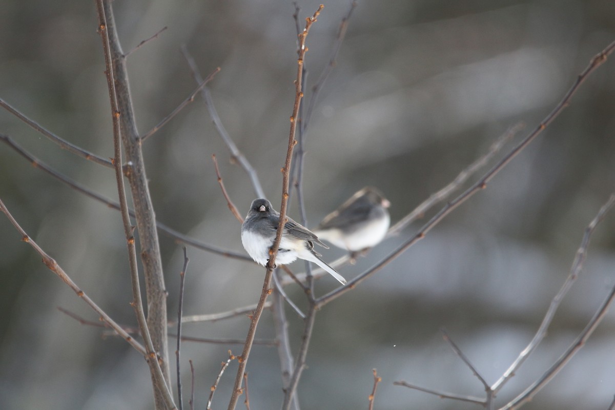 Dark-eyed Junco - ML421743861