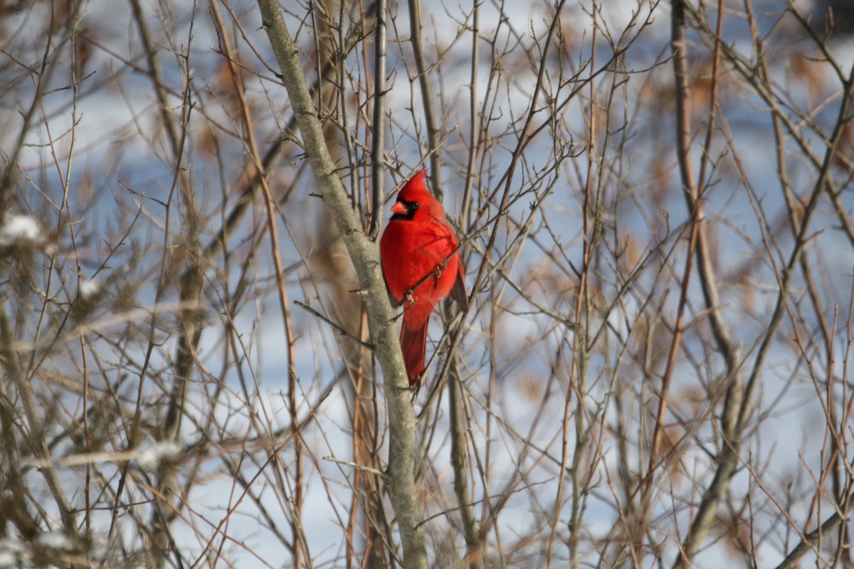 Northern Cardinal - ML421743891